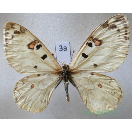 Hypermnestra helios Nickerl, 1846 Uzbekistan3a
